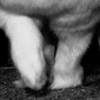 Rabbit in mid-run