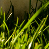 Rabbit outside on the grass
