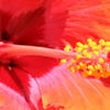 An orange hibiscus