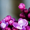A cluster of lilacs