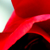 A red tulip