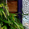 A green bamboo tree by a purple door