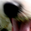 Dog panting